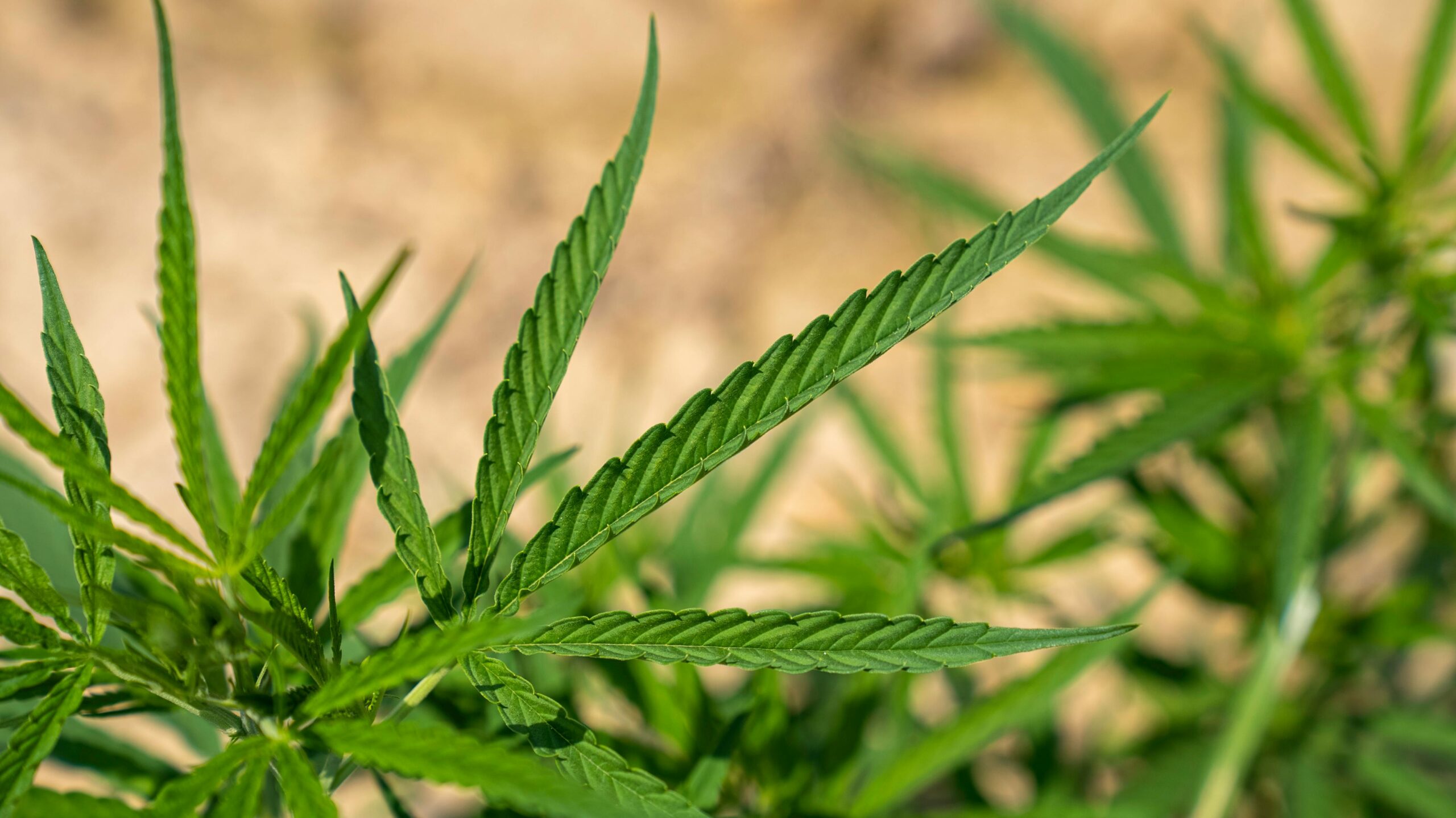 Detailed close-up of vibrant cannabis leaves growing outdoors under sunlight.
